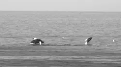 The AI-aided detection system captures clear images of humpback whales even in challenging conditions.
