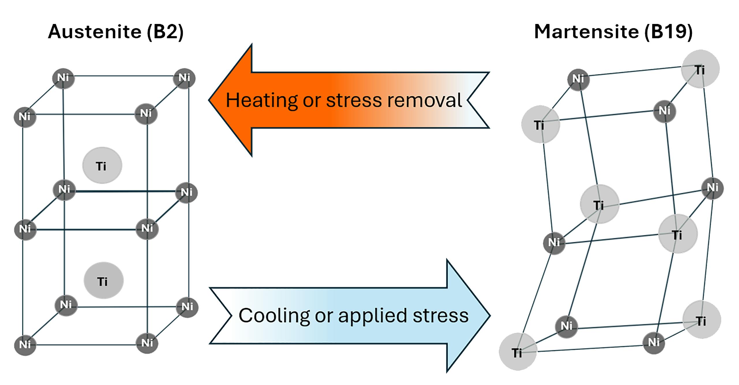 FIGURE 1. Nitinol crystal structure transformation between austenite (B2) and martensite (B19) during heating and cooling.