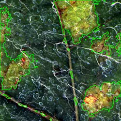 FIGURE 2. sRGB reconstruction of leaves using CSEM's SpectroX handheld device, with automatic segmentation of downy mildew areas.