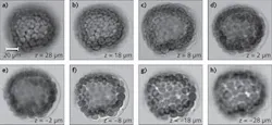FIGURE 2. Based on captured images illuminated by different individual LEDs, the 3D image of a starfish embryo can be reconstructed. The images at different depths are shown (a through h). No mechanical scanning is involved in this process.