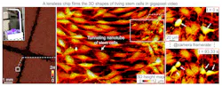 FIGURE 2. Label-free gigapixel video of stem cells in an incubator. Left: Phase map of a stem cell culture across the full field of view, with the device in the inset; the dark, cell-free bands are scratch wounds made for a wound-healing assay. Middle: 3D height map resolving a tunneling nanotube between cells. Right: Two mitotic cells (arrows) at different time points.