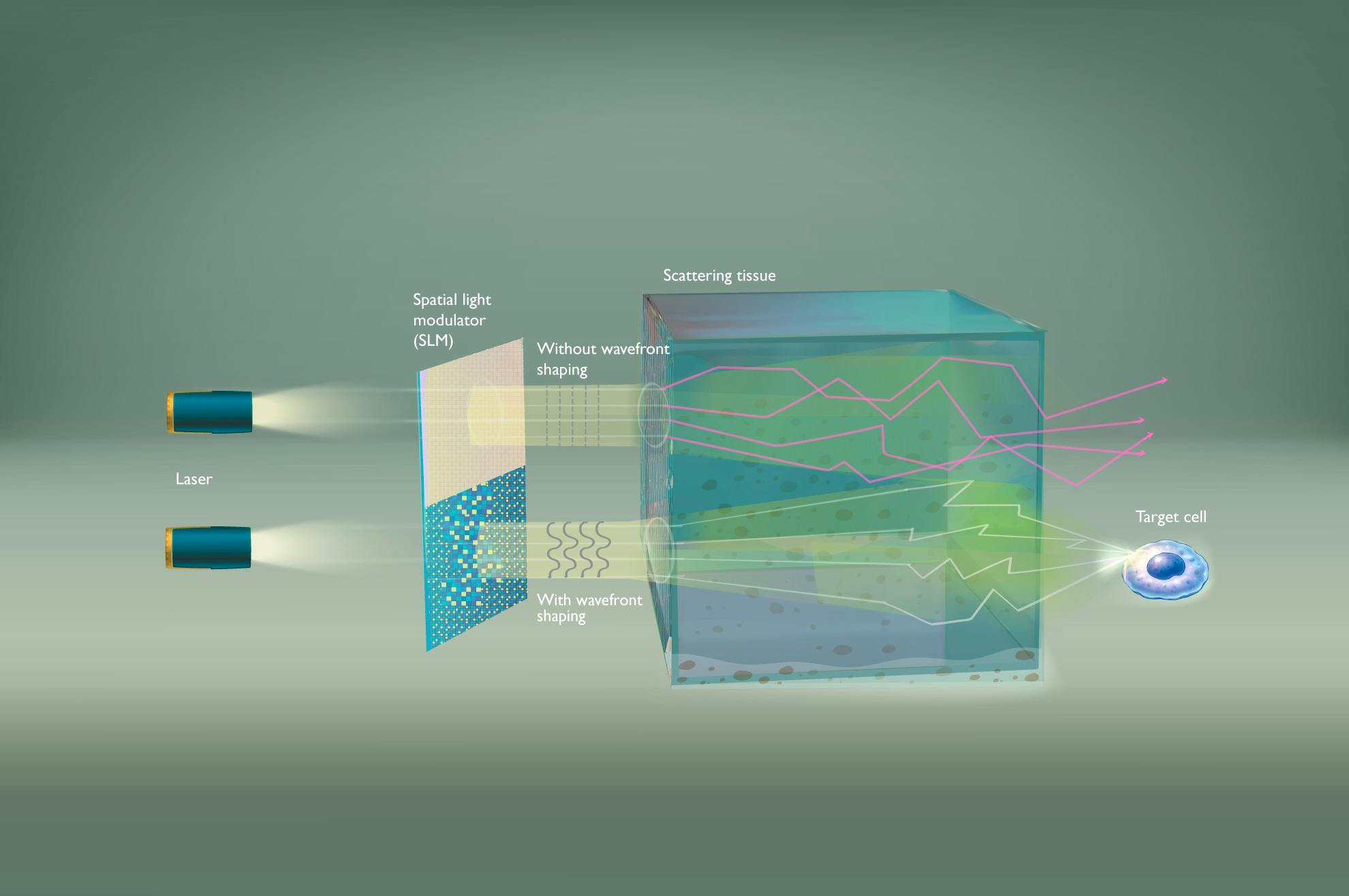 Illustration of the wavefront shaping principle. When no wavefront shaping is applied, the illumination beam starts to diffusely spread. By optimizing the incoming wavefront, wavefront shaping compensates for scattering and brings the light back into focus.